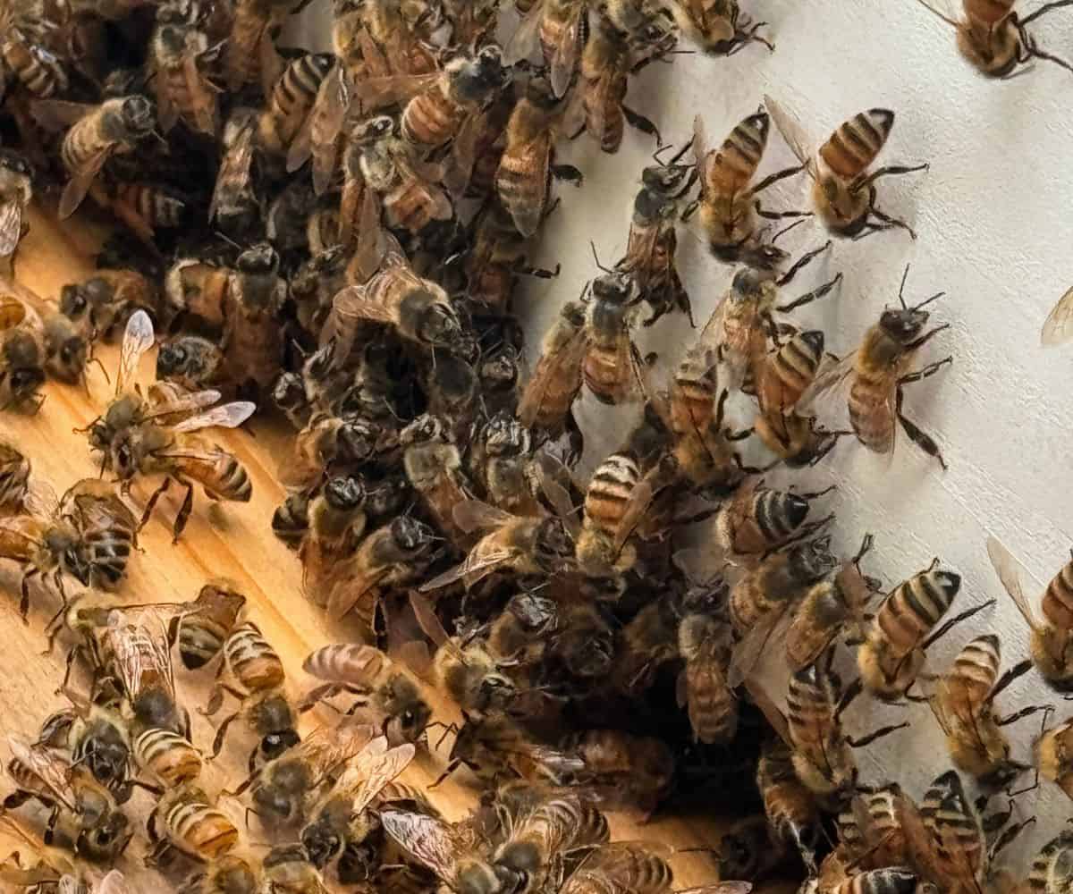 Honeybees at a Pauline Manor beehive