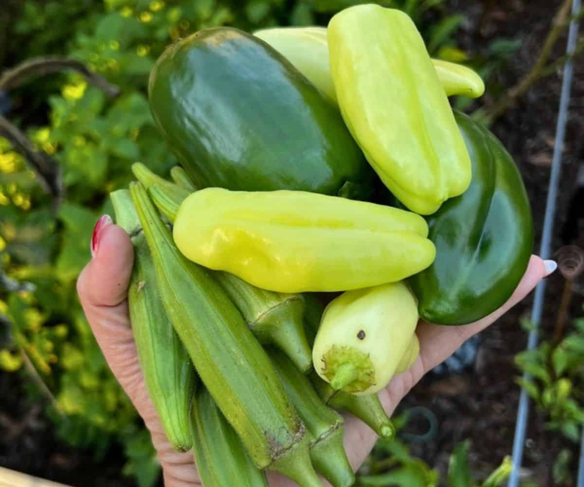Fresh vegetables grown in the Pauline Manor garden