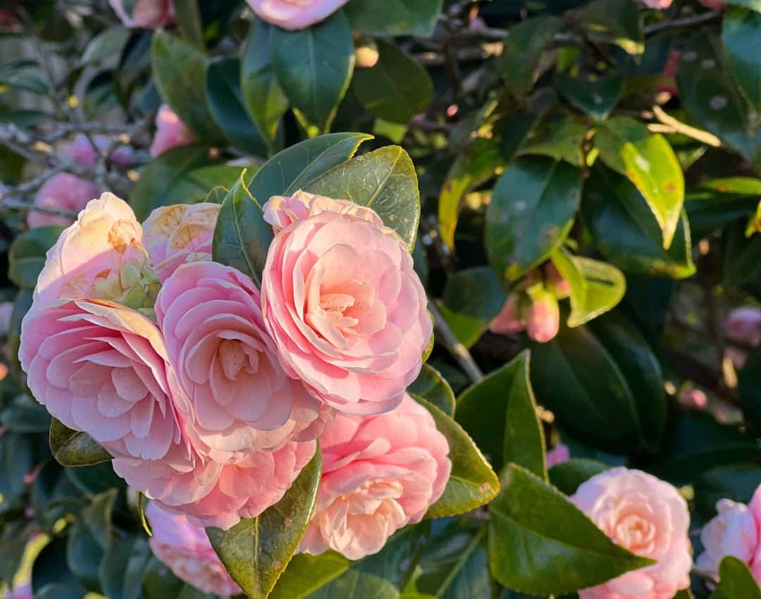 Flowers and plants growing around Pauline Manor