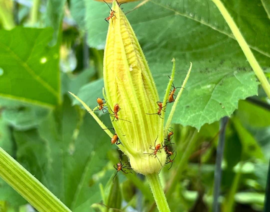 Common pests and problems in the Pauline Manor garden